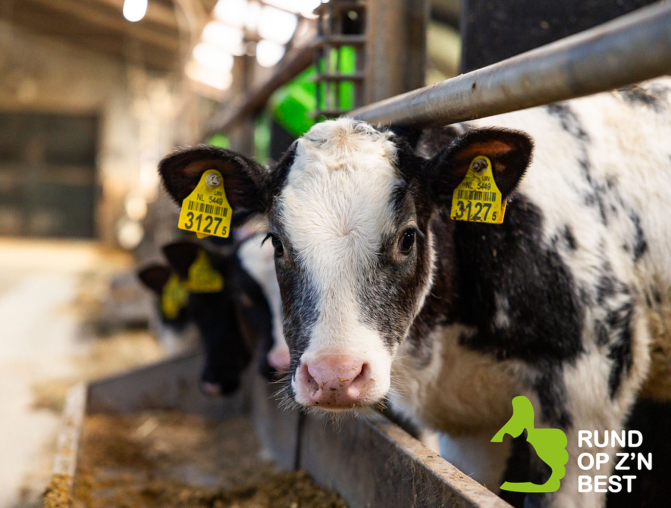 Weide runderen in Hollandse wei