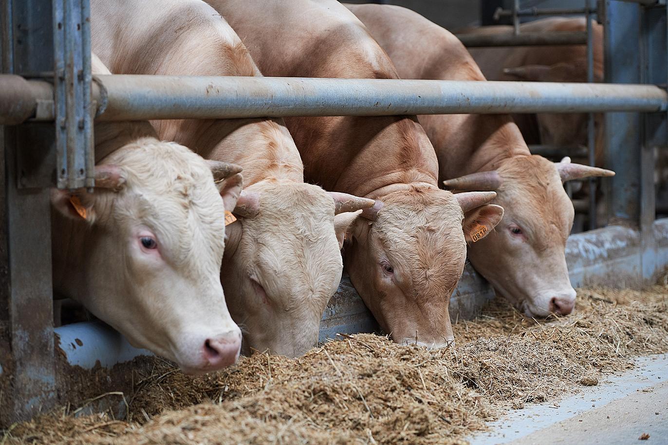 Beter Leven Keurmerk