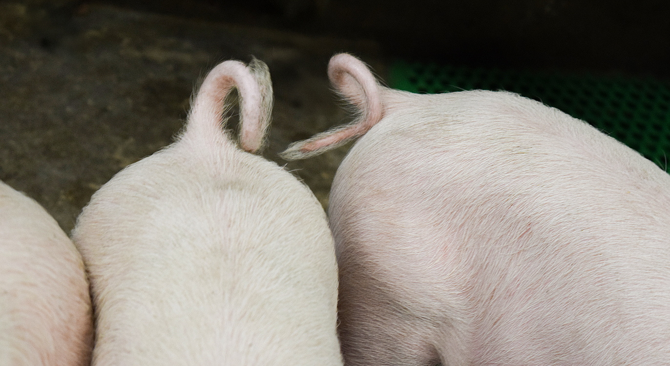 Varkenshouders Pieter verzorgt zijn varkens