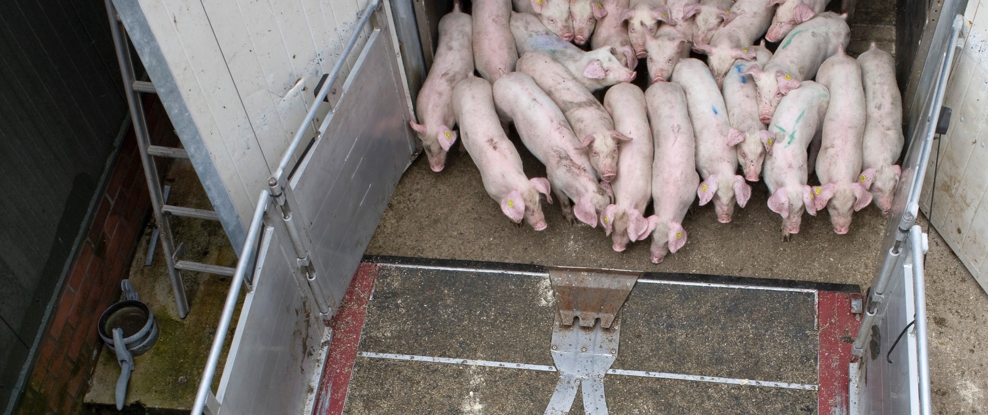 high-angle-view-transport-pigs