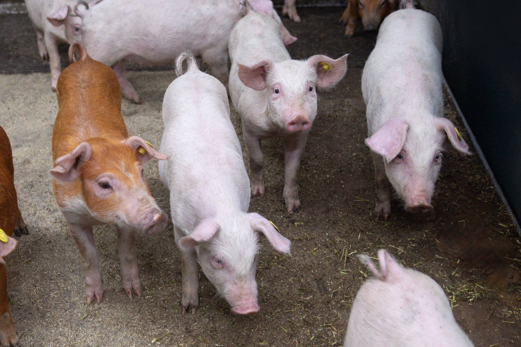Varkens lange staarten