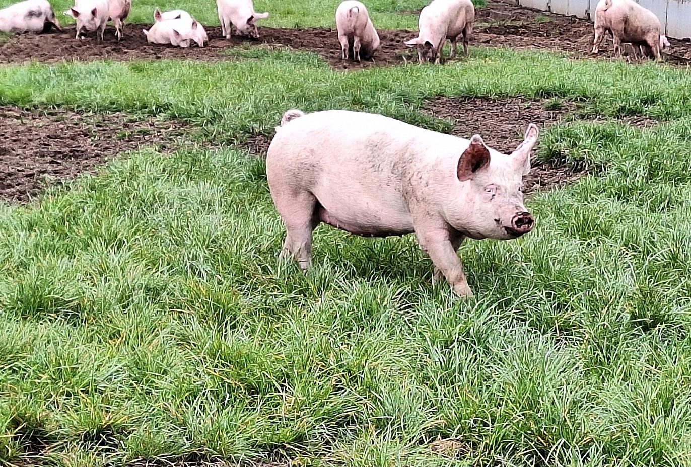 Biologisch varken