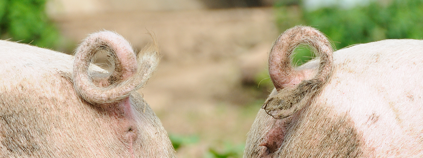 Twee varkens buiten met lange staarten