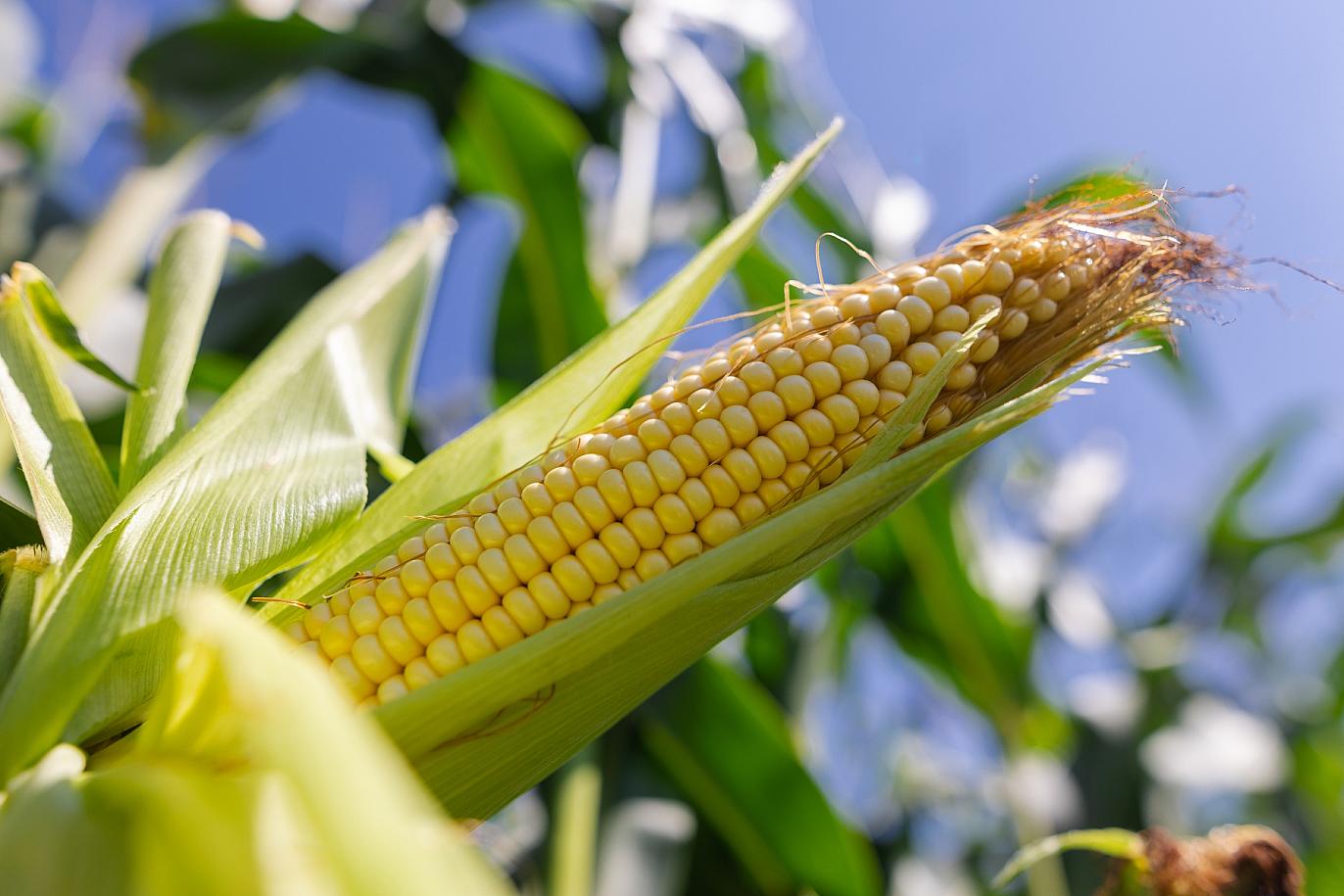 closeup-corn-field-concept-growing-corn