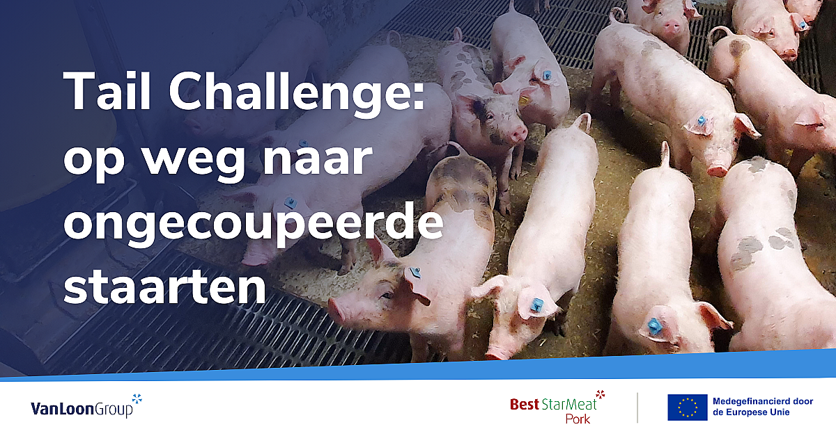Tail Challenge LinkedIn