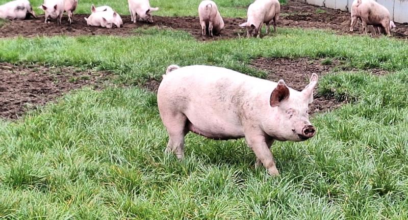 Biologisch varken