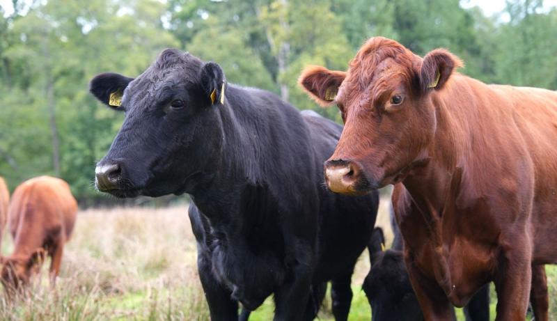 Biologisch rund