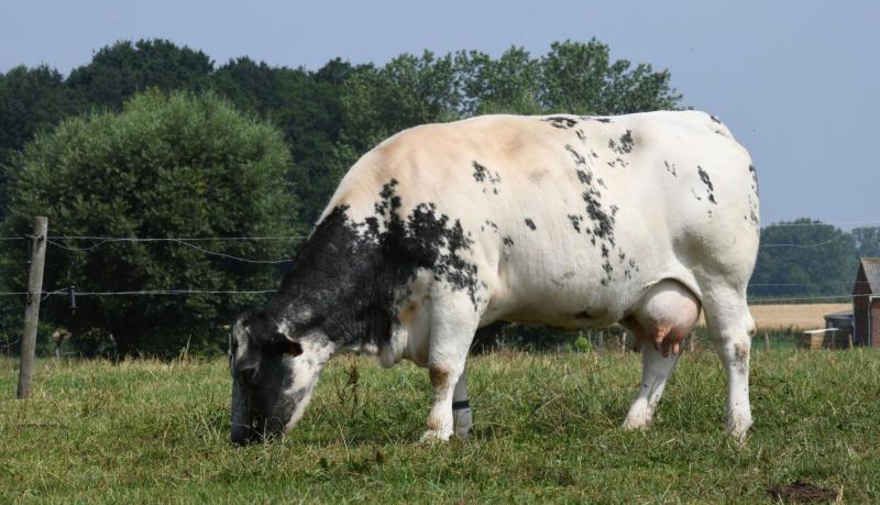 Dubbeldoel Rund