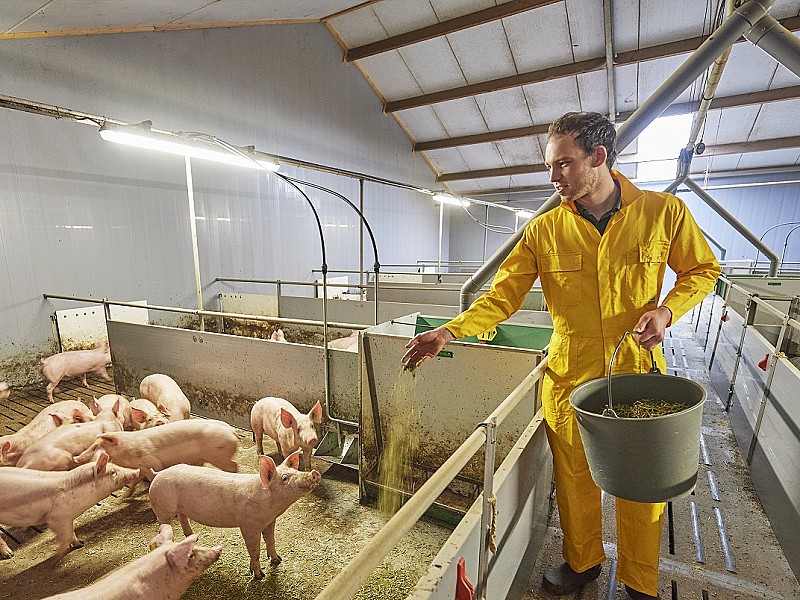 Varkenshouders Pieter verzorgt zijn varkens
